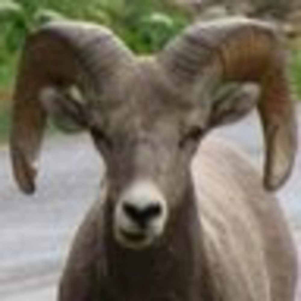 Meet your Posher, Shane